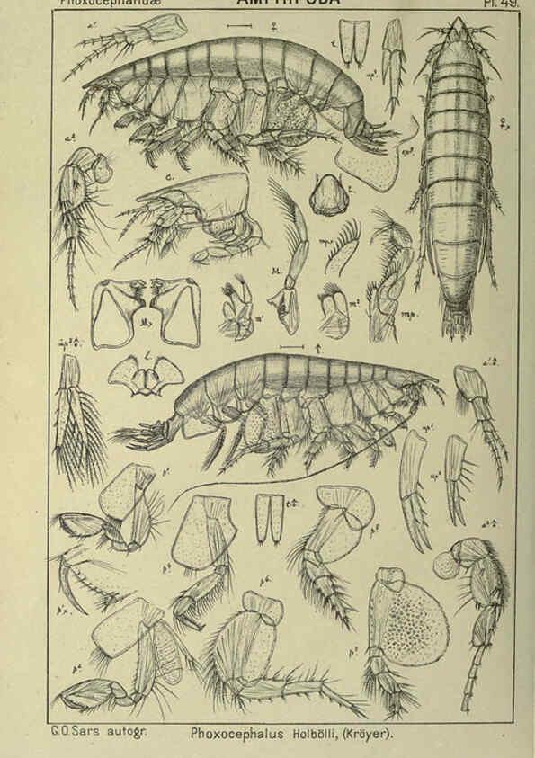 Reproducción/Reproduction 6195447430: An account of the Crustacea of Norway. v.1 Amphipoda (plates) Christiania,A. Cammermeyer,1895-1928