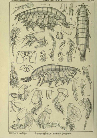 Reproducción/Reproduction 6195447430: An account of the Crustacea of Norway. v.1 Amphipoda (plates) Christiania,A. Cammermeyer,1895-1928