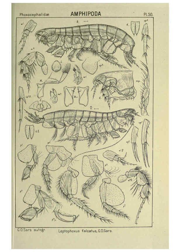 Reproducción/Reproduction 6194930393: An account of the Crustacea of Norway. v.1 Amphipoda (plates) Christiania,A. Cammermeyer,1895-1928