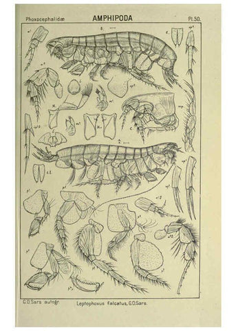 Reproducción/Reproduction 6194930393: An account of the Crustacea of Norway. v.1 Amphipoda (plates) Christiania,A. Cammermeyer,1895-1928