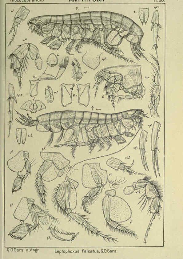 Reproducción/Reproduction 6194930393: An account of the Crustacea of Norway. v.1 Amphipoda (plates) Christiania,A. Cammermeyer,1895-1928