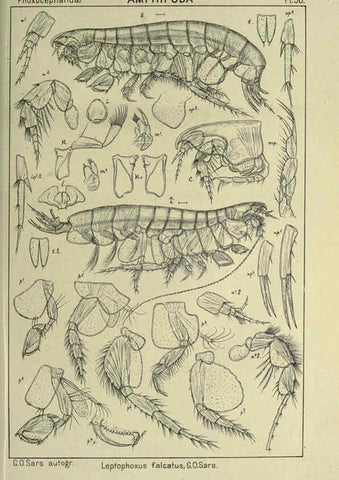 Reproducción/Reproduction 6194930393: An account of the Crustacea of Norway. v.1 Amphipoda (plates) Christiania,A. Cammermeyer,1895-1928