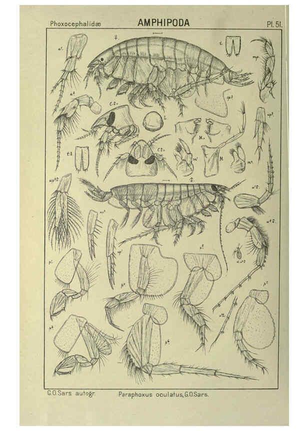 Reproducción/Reproduction 6195447812: An account of the Crustacea of Norway. v.1 Amphipoda (plates) Christiania,A. Cammermeyer,1895-1928