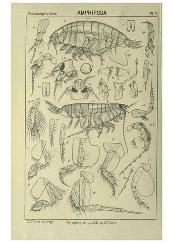 Reproducción/Reproduction 6195447812: An account of the Crustacea of Norway. v.1 Amphipoda (plates) Christiania,A. Cammermeyer,1895-1928