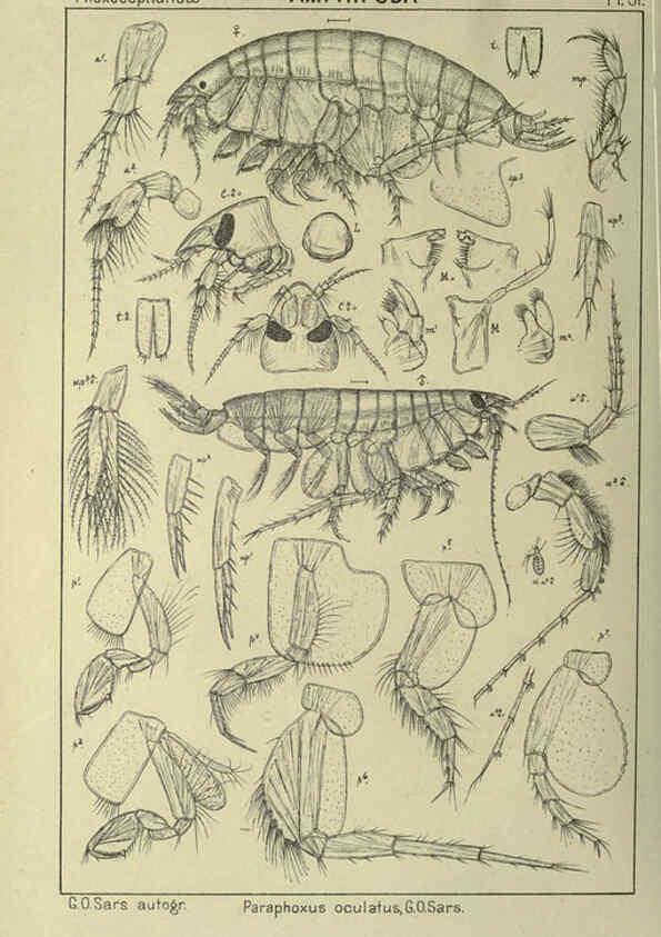 Reproducción/Reproduction 6195447812: An account of the Crustacea of Norway. v.1 Amphipoda (plates) Christiania,A. Cammermeyer,1895-1928