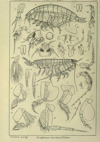 Reproducción/Reproduction 6195447812: An account of the Crustacea of Norway. v.1 Amphipoda (plates) Christiania,A. Cammermeyer,1895-1928