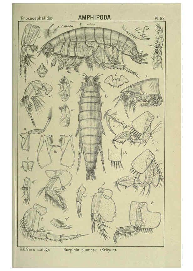 Reproducción/Reproduction 6195448016: An account of the Crustacea of Norway. v.1 Amphipoda (plates) Christiania,A. Cammermeyer,1895-1928