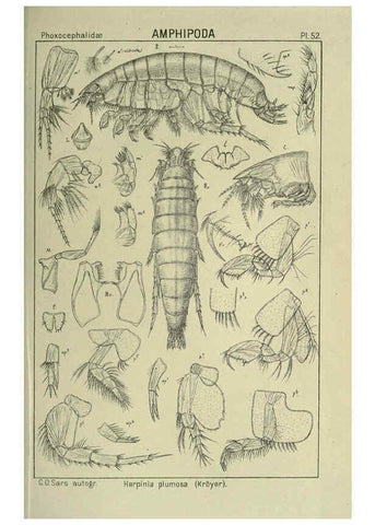 Reproducción/Reproduction 6195448016: An account of the Crustacea of Norway. v.1 Amphipoda (plates) Christiania,A. Cammermeyer,1895-1928
