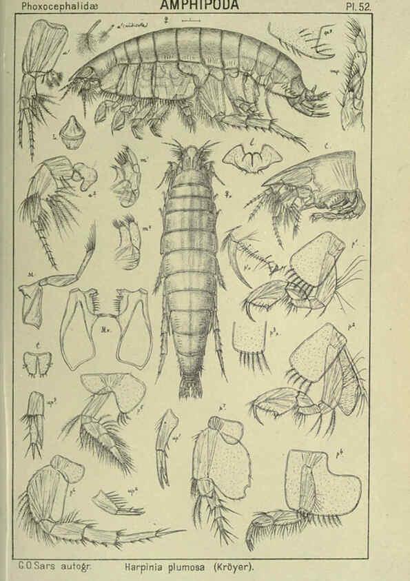 Reproducción/Reproduction 6195448016: An account of the Crustacea of Norway. v.1 Amphipoda (plates) Christiania,A. Cammermeyer,1895-1928