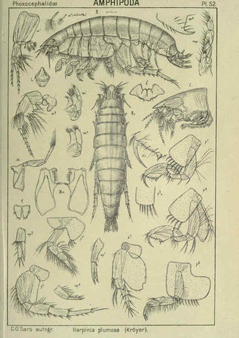 Reproducción/Reproduction 6195448016: An account of the Crustacea of Norway. v.1 Amphipoda (plates) Christiania,A. Cammermeyer,1895-1928