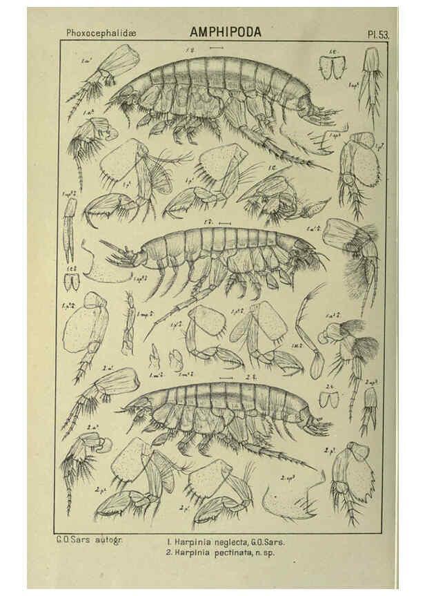 Reproducción/Reproduction 6195448206: An account of the Crustacea of Norway. v.1 Amphipoda (plates) Christiania,A. Cammermeyer,1895-1928
