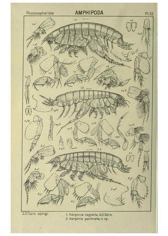 Reproducción/Reproduction 6195448206: An account of the Crustacea of Norway. v.1 Amphipoda (plates) Christiania,A. Cammermeyer,1895-1928