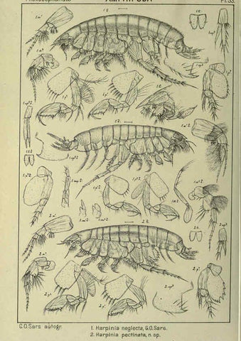 Reproducción/Reproduction 6195448206: An account of the Crustacea of Norway. v.1 Amphipoda (plates) Christiania,A. Cammermeyer,1895-1928
