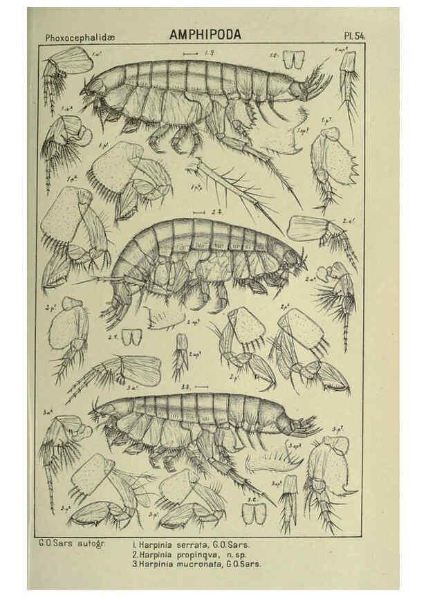 Reproducción/Reproduction 6194931293: An account of the Crustacea of Norway. v.1 Amphipoda (plates) Christiania,A. Cammermeyer,1895-1928