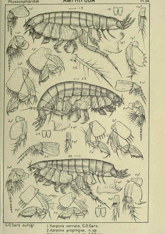 Reproducción/Reproduction 6194931293: An account of the Crustacea of Norway. v.1 Amphipoda (plates) Christiania,A. Cammermeyer,1895-1928