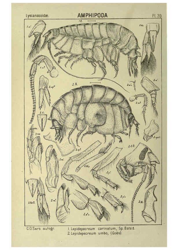 Reproducción/Reproduction 6194928135: An account of the Crustacea of Norway. v.1 Amphipoda (plates) Christiania,A. Cammermeyer,1895-1928