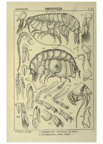 Reproducción/Reproduction 6194928135: An account of the Crustacea of Norway. v.1 Amphipoda (plates) Christiania,A. Cammermeyer,1895-1928