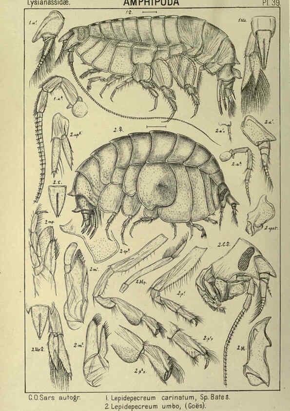 Reproducción/Reproduction 6194928135: An account of the Crustacea of Norway. v.1 Amphipoda (plates) Christiania,A. Cammermeyer,1895-1928