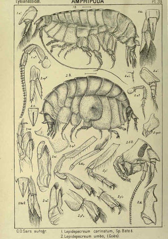 Reproducción/Reproduction 6194928135: An account of the Crustacea of Norway. v.1 Amphipoda (plates) Christiania,A. Cammermeyer,1895-1928