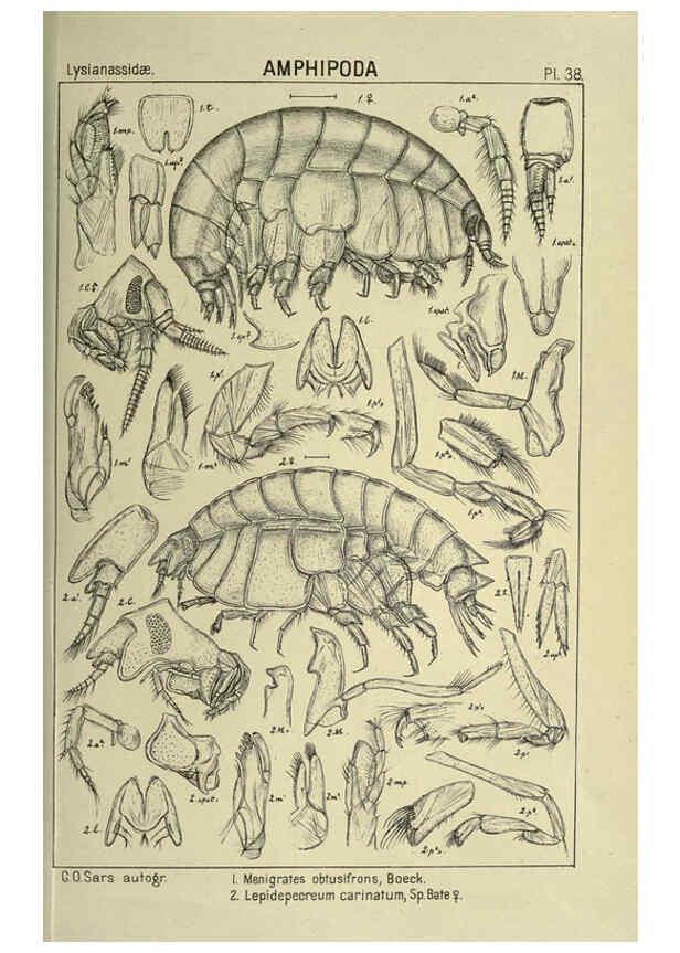 Reproducción/Reproduction 6195444916: An account of the Crustacea of Norway. v.1 Amphipoda (plates) Christiania,A. Cammermeyer,1895-1928