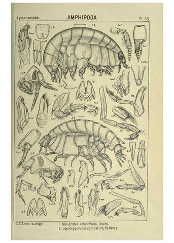 Reproducción/Reproduction 6195444916: An account of the Crustacea of Norway. v.1 Amphipoda (plates) Christiania,A. Cammermeyer,1895-1928