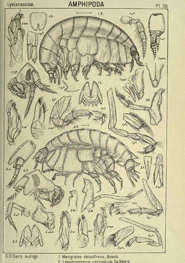 Reproducción/Reproduction 6195444916: An account of the Crustacea of Norway. v.1 Amphipoda (plates) Christiania,A. Cammermeyer,1895-1928