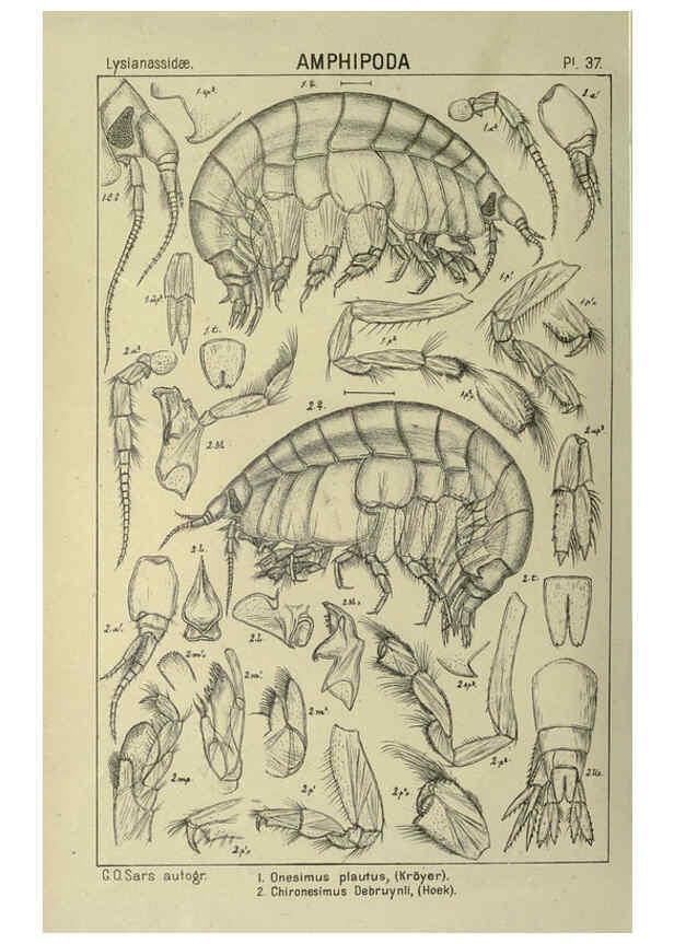 Reproducción/Reproduction 6194927683: An account of the Crustacea of Norway. v.1 Amphipoda (plates) Christiania,A. Cammermeyer,1895-1928