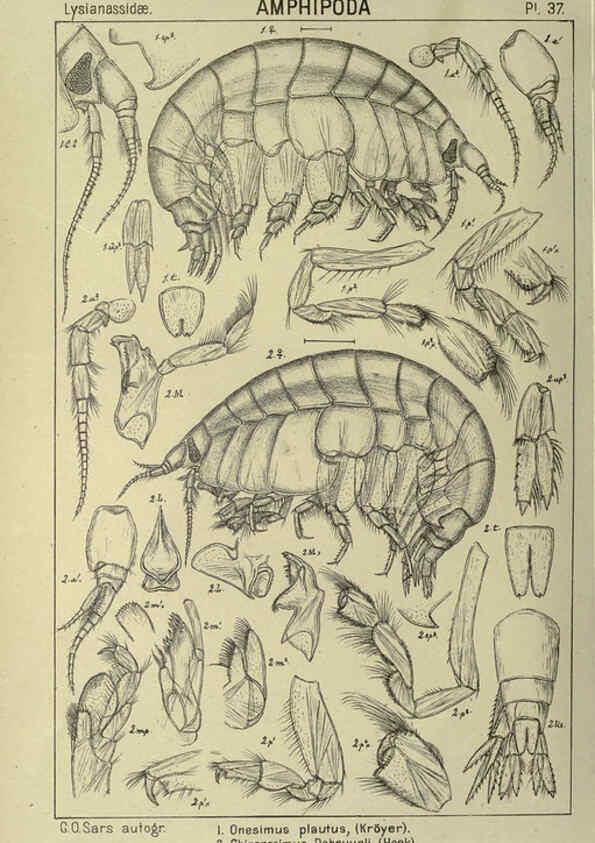 Reproducción/Reproduction 6194927683: An account of the Crustacea of Norway. v.1 Amphipoda (plates) Christiania,A. Cammermeyer,1895-1928
