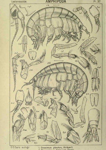 Reproducción/Reproduction 6194927683: An account of the Crustacea of Norway. v.1 Amphipoda (plates) Christiania,A. Cammermeyer,1895-1928
