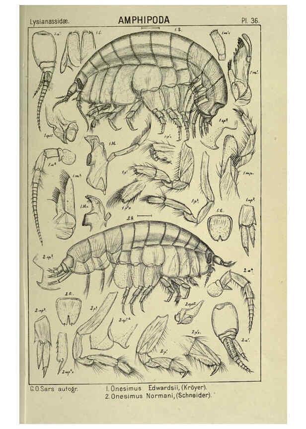 Reproducción/Reproduction 6194927465: An account of the Crustacea of Norway. v.1 Amphipoda (plates) Christiania,A. Cammermeyer,1895-1928