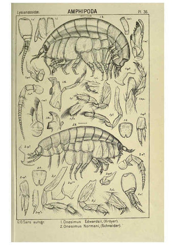 Reproducción/Reproduction 6194927465: An account of the Crustacea of Norway. v.1 Amphipoda (plates) Christiania,A. Cammermeyer,1895-1928