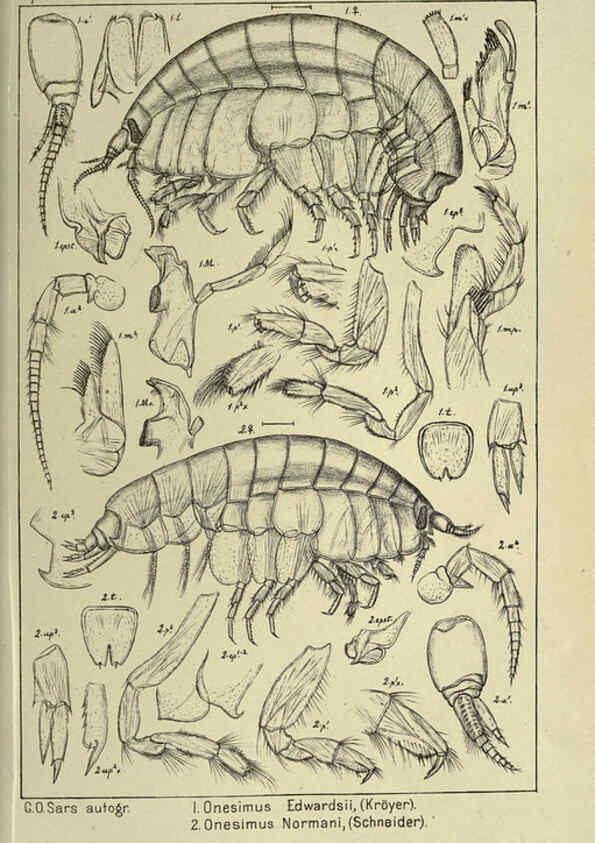 Reproducción/Reproduction 6194927465: An account of the Crustacea of Norway. v.1 Amphipoda (plates) Christiania,A. Cammermeyer,1895-1928