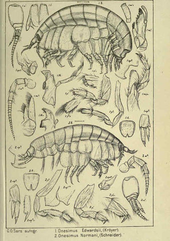 Reproducción/Reproduction 6194927465: An account of the Crustacea of Norway. v.1 Amphipoda (plates) Christiania,A. Cammermeyer,1895-1928