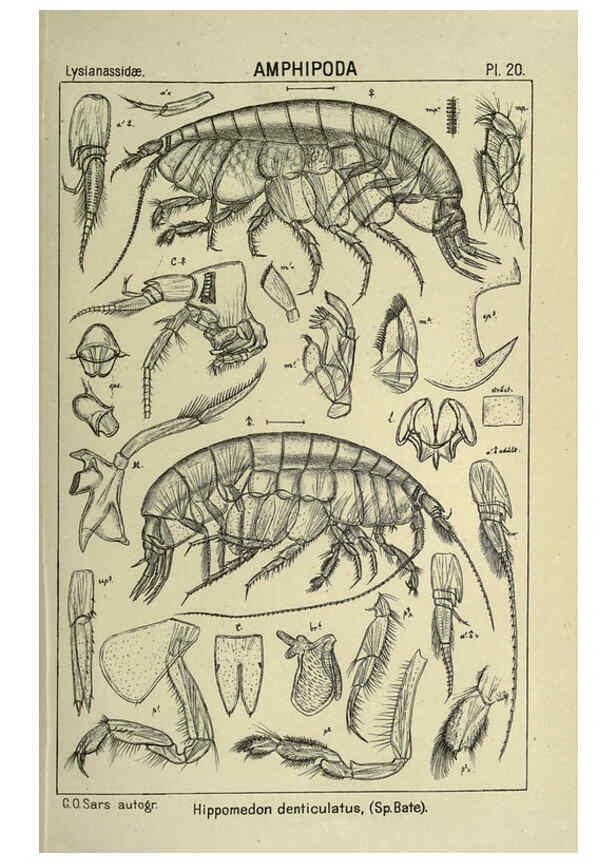 Reproducción/Reproduction 6195441030: An account of the Crustacea of Norway. v.1 Amphipoda (plates) Christiania,A. Cammermeyer,1895-1928