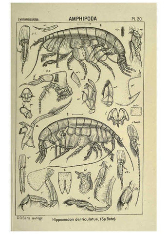Reproducción/Reproduction 6195441030: An account of the Crustacea of Norway. v.1 Amphipoda (plates) Christiania,A. Cammermeyer,1895-1928