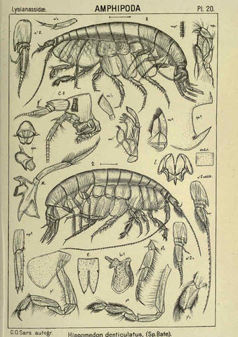 Reproducción/Reproduction 6195441030: An account of the Crustacea of Norway. v.1 Amphipoda (plates) Christiania,A. Cammermeyer,1895-1928