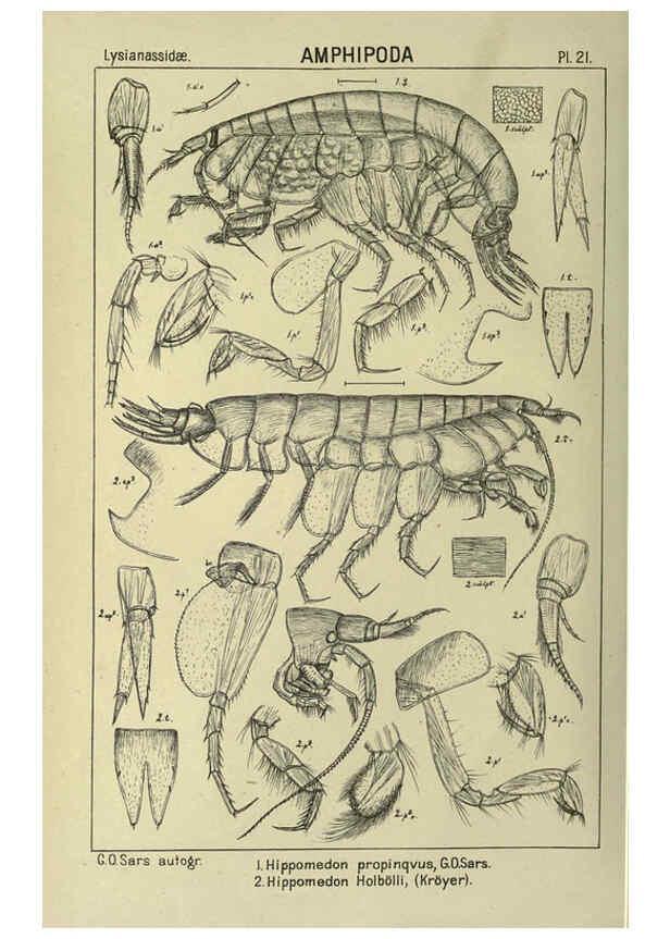 Reproducción/Reproduction 6194924217: An account of the Crustacea of Norway. v.1 Amphipoda (plates) Christiania,A. Cammermeyer,1895-1928