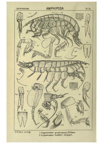 Reproducción/Reproduction 6194924217: An account of the Crustacea of Norway. v.1 Amphipoda (plates) Christiania,A. Cammermeyer,1895-1928