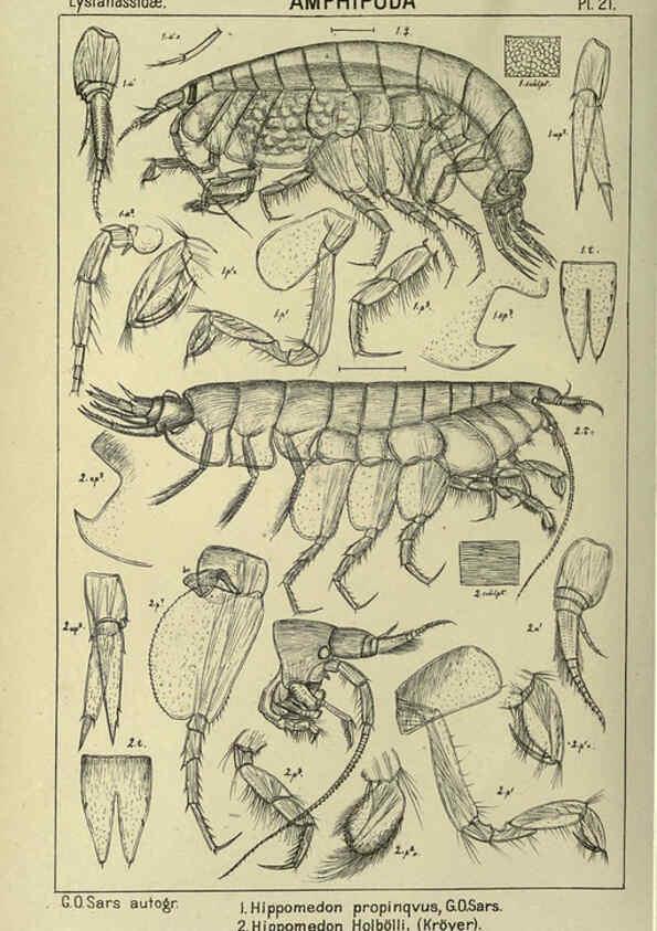 Reproducción/Reproduction 6194924217: An account of the Crustacea of Norway. v.1 Amphipoda (plates) Christiania,A. Cammermeyer,1895-1928