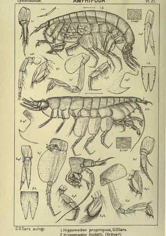 Reproducción/Reproduction 6194924217: An account of the Crustacea of Norway. v.1 Amphipoda (plates) Christiania,A. Cammermeyer,1895-1928
