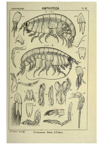 Reproducción/Reproduction 6195441504: An account of the Crustacea of Norway. v.1 Amphipoda (plates) Christiania,A. Cammermeyer,1895-1928