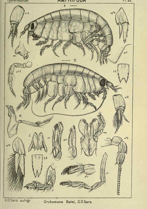 Reproducción/Reproduction 6195441504: An account of the Crustacea of Norway. v.1 Amphipoda (plates) Christiania,A. Cammermeyer,1895-1928