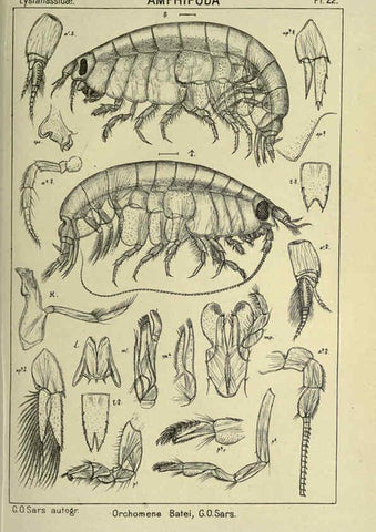 Reproducción/Reproduction 6195441504: An account of the Crustacea of Norway. v.1 Amphipoda (plates) Christiania,A. Cammermeyer,1895-1928