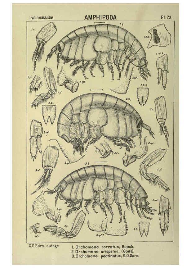 Reproducción/Reproduction 6195441790: An account of the Crustacea of Norway. v.1 Amphipoda (plates) Christiania,A. Cammermeyer,1895-1928