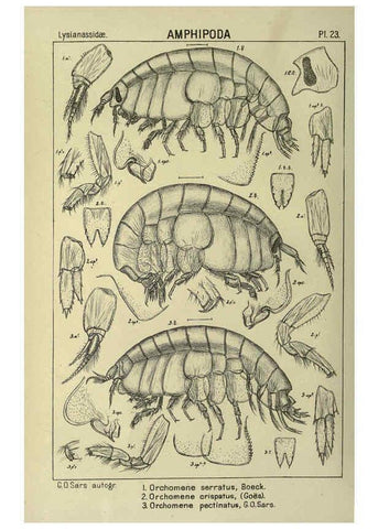 Reproducción/Reproduction 6195441790: An account of the Crustacea of Norway. v.1 Amphipoda (plates) Christiania,A. Cammermeyer,1895-1928