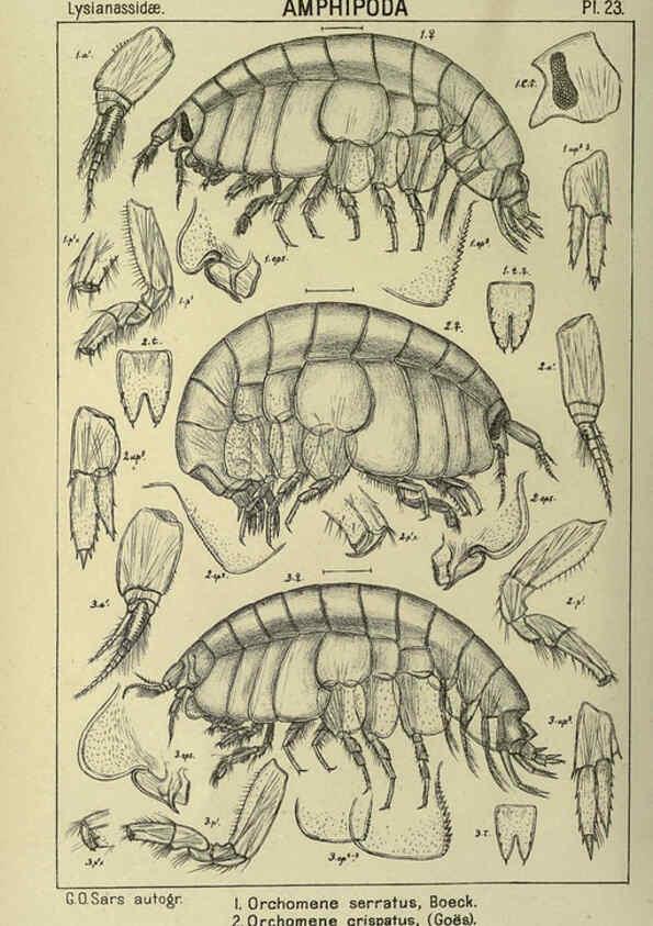 Reproducción/Reproduction 6195441790: An account of the Crustacea of Norway. v.1 Amphipoda (plates) Christiania,A. Cammermeyer,1895-1928