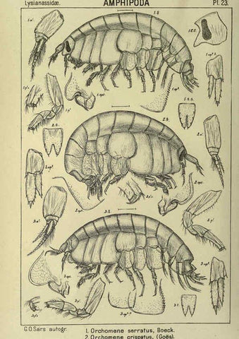 Reproducción/Reproduction 6195441790: An account of the Crustacea of Norway. v.1 Amphipoda (plates) Christiania,A. Cammermeyer,1895-1928