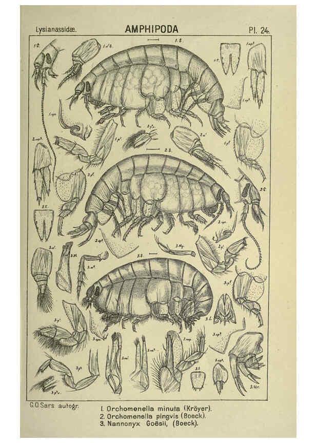 Reproducción/Reproduction 6195441978: An account of the Crustacea of Norway. v.1 Amphipoda (plates) Christiania,A. Cammermeyer,1895-1928