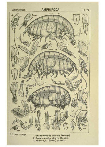 Reproducción/Reproduction 6195441978: An account of the Crustacea of Norway. v.1 Amphipoda (plates) Christiania,A. Cammermeyer,1895-1928