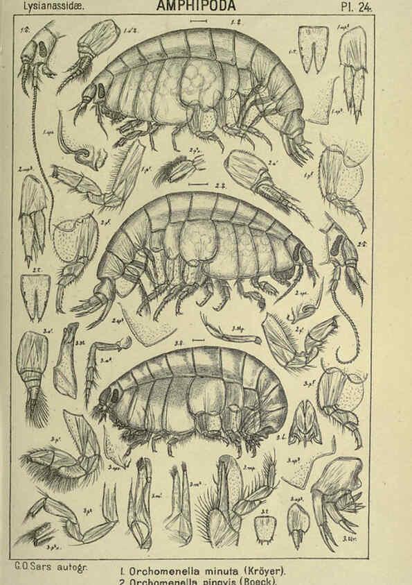 Reproducción/Reproduction 6195441978: An account of the Crustacea of Norway. v.1 Amphipoda (plates) Christiania,A. Cammermeyer,1895-1928